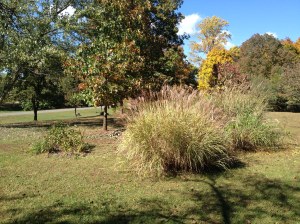 141017b Apiary From Cherry