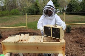 150419 S Dumping Bees