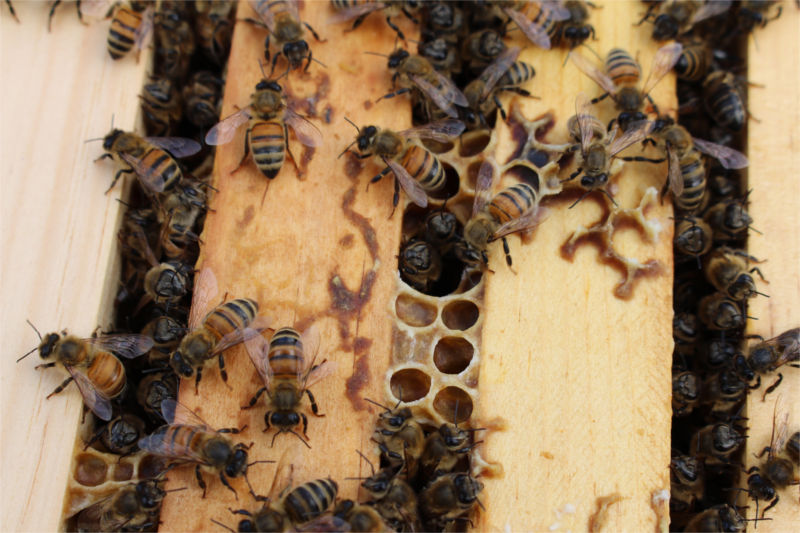 The hive we've named "Jupiter" built a small tunnel at the top of their box.