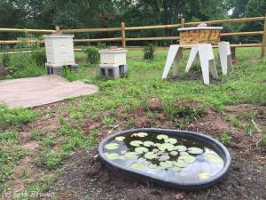 Bee Pond and Hives