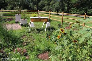 Sunflowers and Hives