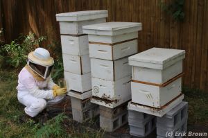 150712 Kirstin Hive 6