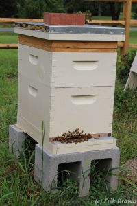 Jupiter on Aug 9, 2015. You can see the feeder on top and some slight beading on the front.