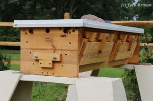 Our top bar hive Venus on August 9, 2015