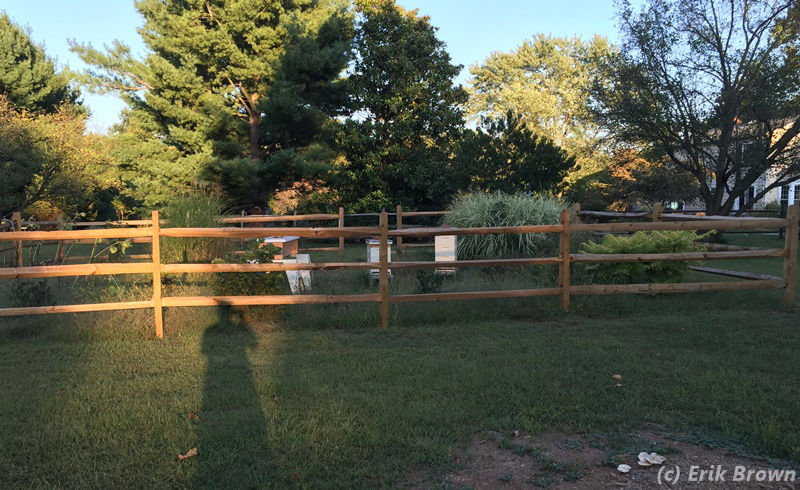 The bee yard the evening of September 19, 2015