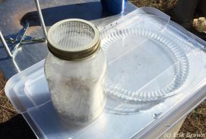 The jar of bees, with the #8 hardware cloth on top, next to the plastic tray.
