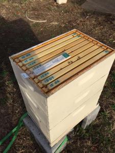 151206 BroodMinder 2