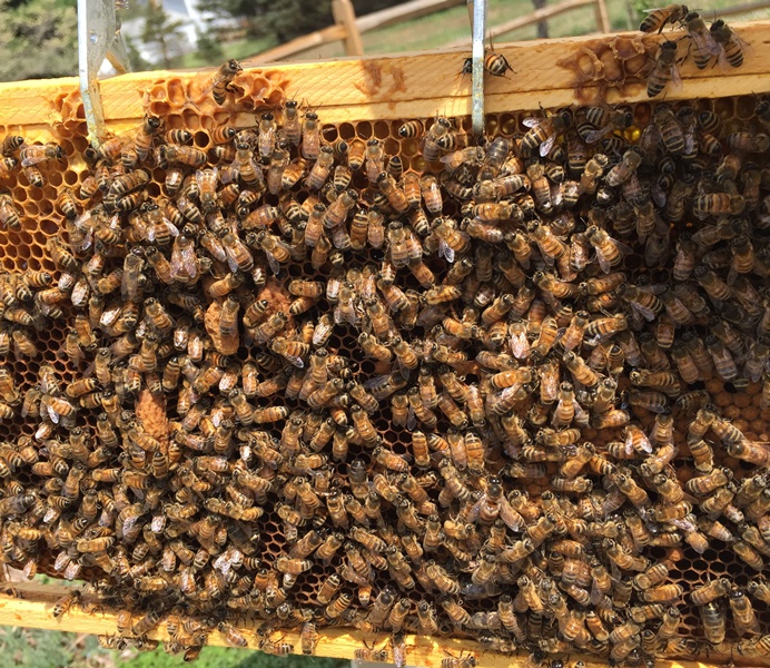 caption: there are five queen cells on this frame, though only a few of them are visible here through the bees.