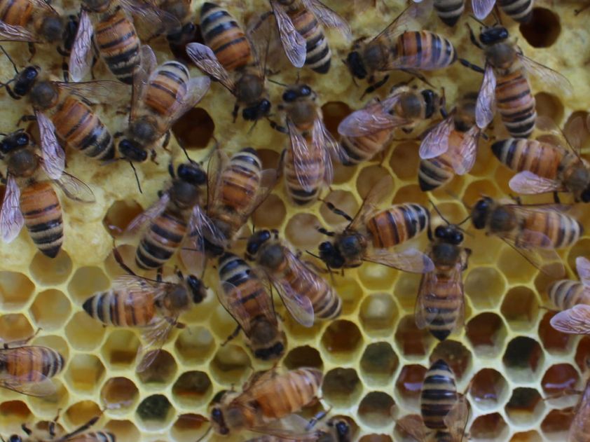 The hives seems to be gathering nectar nearly as fast as they can make wax. There are seven partially build combs, with larva on the outer edges as the center of most combs are filled with nectar or honey