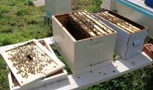 160514 12 Gany Split