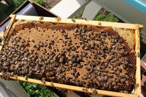 160514 14 Gany Frame