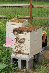 Mars, during the inspection. So many bees.
