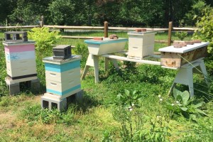 160528i Apiary