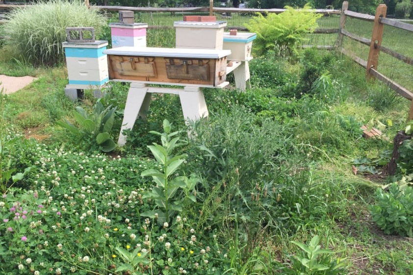 Venus and and the other hives on June 5 amongst the weeds in the bee yard.
