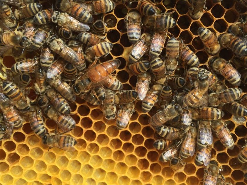 160904b Saturn Queen