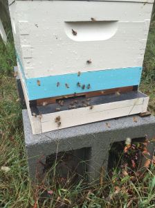 161001b-jupiter-bees