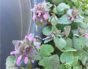 Red Dead-nettle about to bloom in the bee yard. (c) Erik Brown