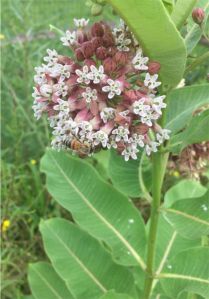 Milkweed