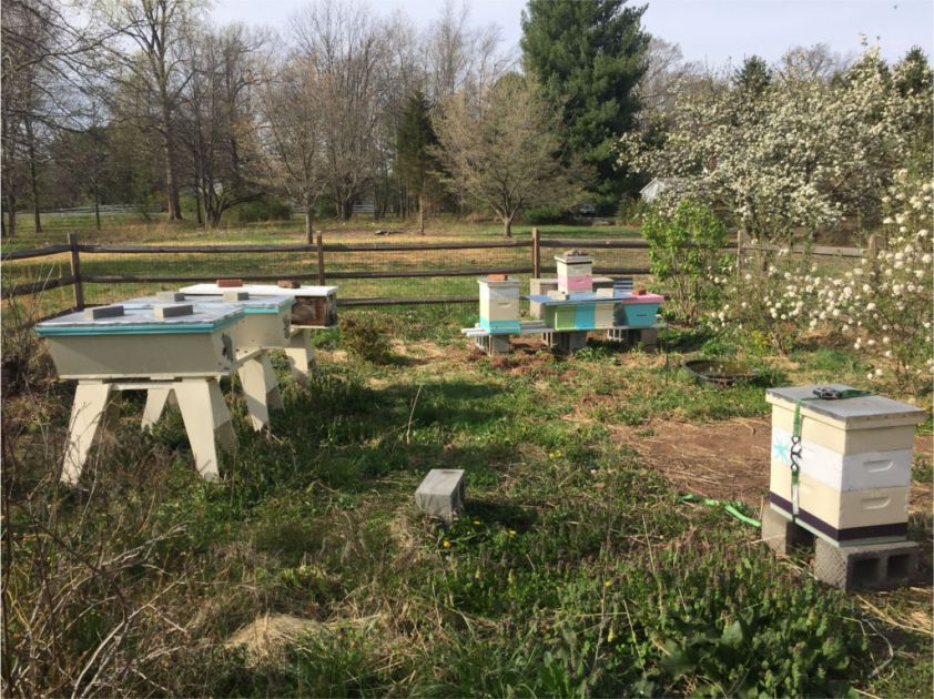 My Apiary