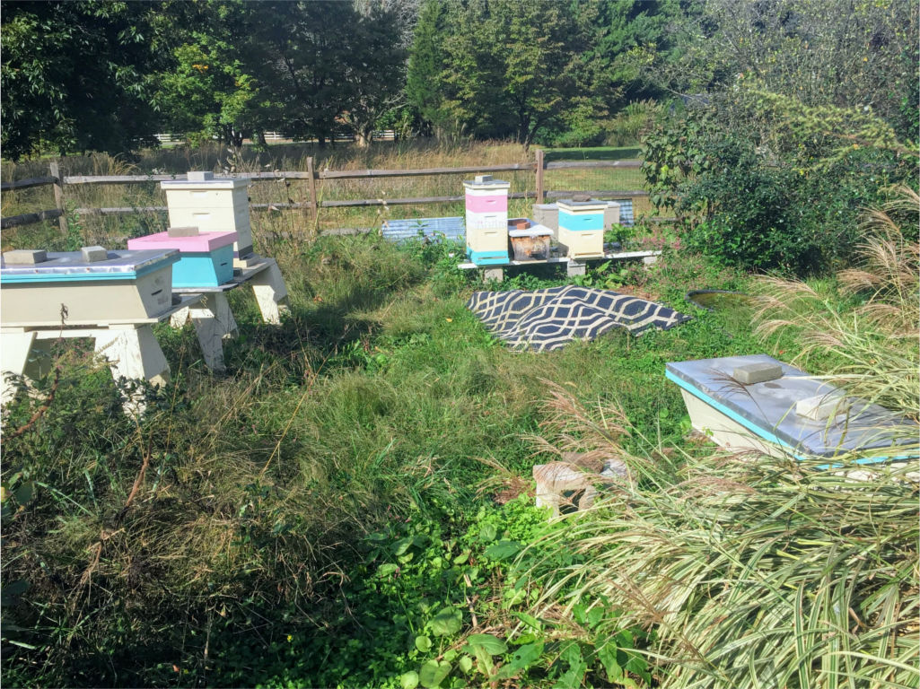 181013c Apiary