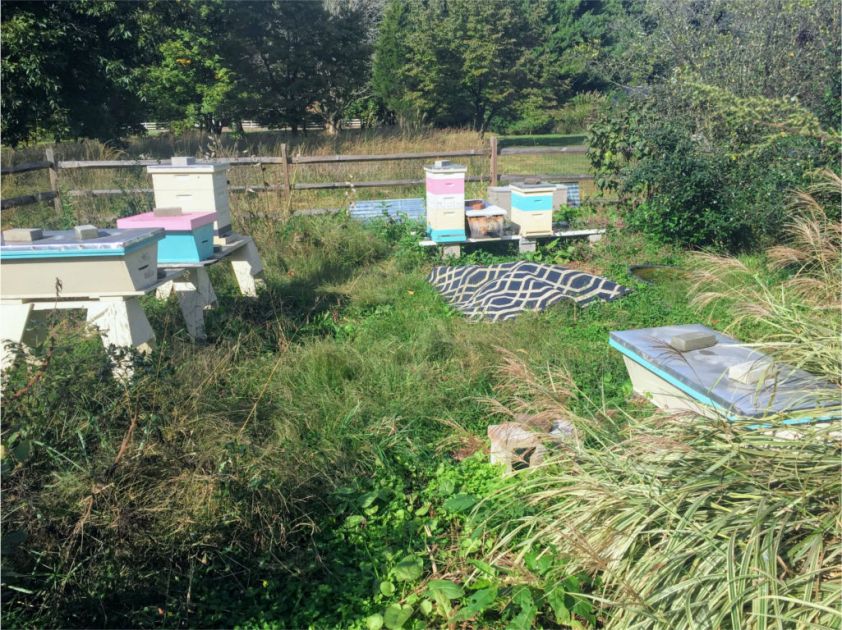 181013c Apiary