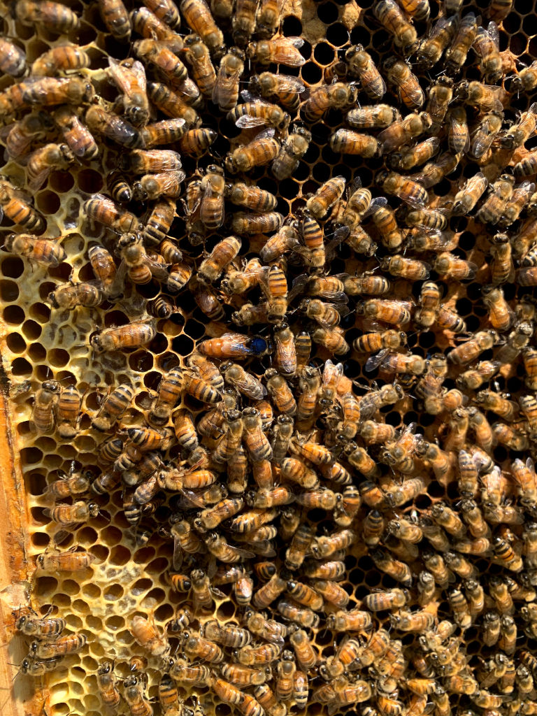 200703b Titan2 Queen