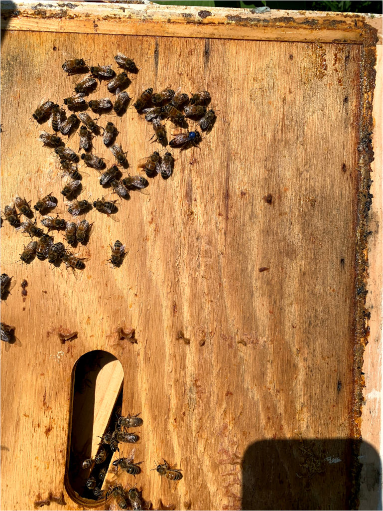 200703c Pandora Queen